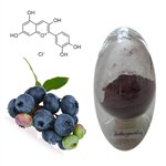 藍莓提取物 藍莓原花青素5% 現(xiàn)貨供應(yīng)